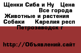 Щенки Сиба и Ну › Цена ­ 35000-85000 - Все города Животные и растения » Собаки   . Карелия респ.,Петрозаводск г.